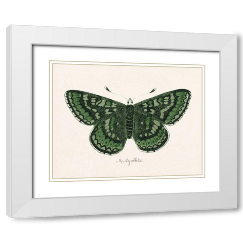Antique Butterfly I White Modern Wood Framed Art Print with Double Matting by Wild Apple Portfolio