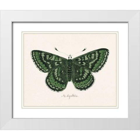 Antique Butterfly I White Modern Wood Framed Art Print with Double Matting by Wild Apple Portfolio