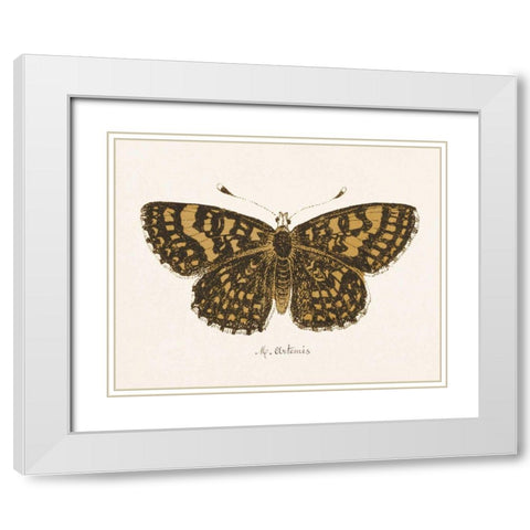 Antique Butterfly II White Modern Wood Framed Art Print with Double Matting by Wild Apple Portfolio