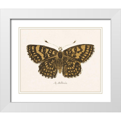 Antique Butterfly II White Modern Wood Framed Art Print with Double Matting by Wild Apple Portfolio