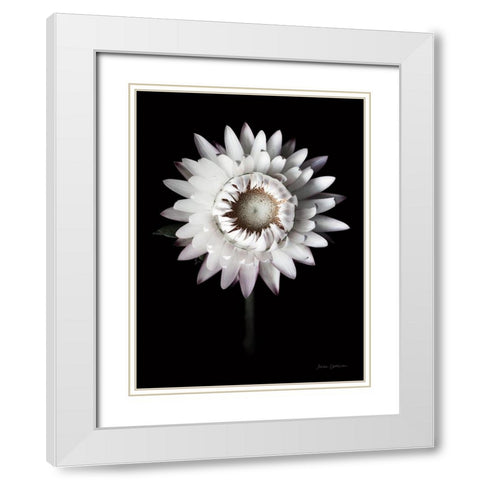 Dramatic Dahlia White Modern Wood Framed Art Print with Double Matting by Catterall, Elise