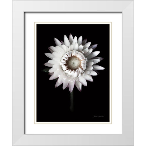 Dramatic Dahlia White Modern Wood Framed Art Print with Double Matting by Catterall, Elise