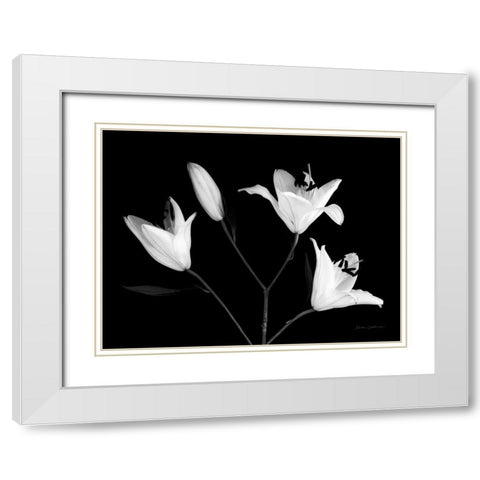 Spray of Lilies White Modern Wood Framed Art Print with Double Matting by Catterall, Elise