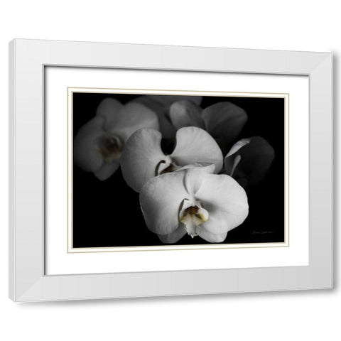 White Orchid I White Modern Wood Framed Art Print with Double Matting by Catterall, Elise