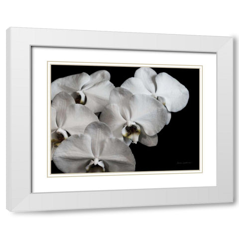 White Orchid II White Modern Wood Framed Art Print with Double Matting by Catterall, Elise