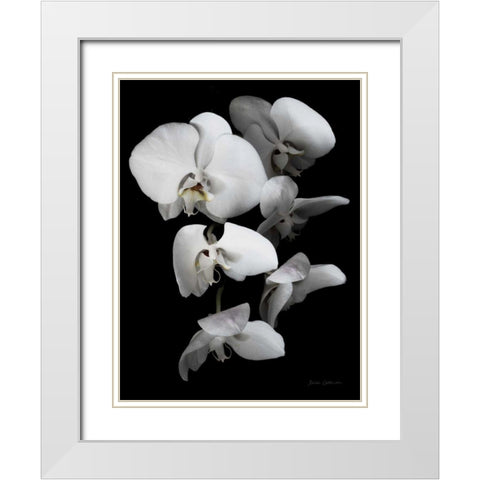 White Orchid III White Modern Wood Framed Art Print with Double Matting by Catterall, Elise