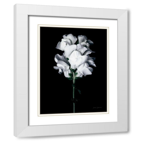 White Snapdragon White Modern Wood Framed Art Print with Double Matting by Catterall, Elise