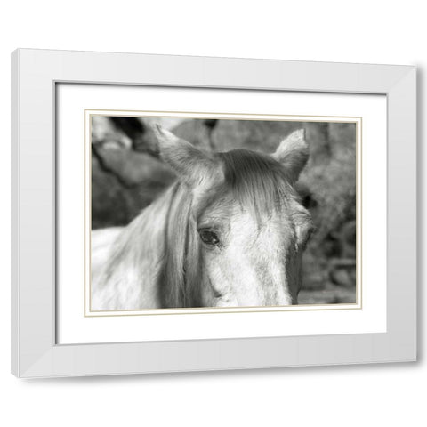 A Horse Called Snow White Modern Wood Framed Art Print with Double Matting by Goldstein, Ed