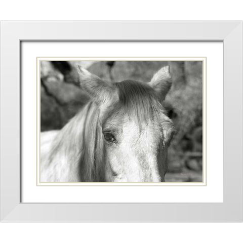 A Horse Called Snow White Modern Wood Framed Art Print with Double Matting by Goldstein, Ed