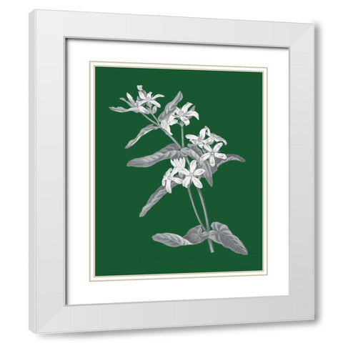 Green Botanical IV White Modern Wood Framed Art Print with Double Matting by Wild Apple Portfolio