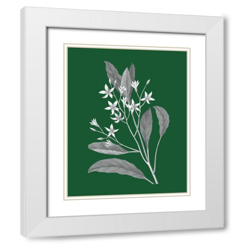Green Botanical V White Modern Wood Framed Art Print with Double Matting by Wild Apple Portfolio