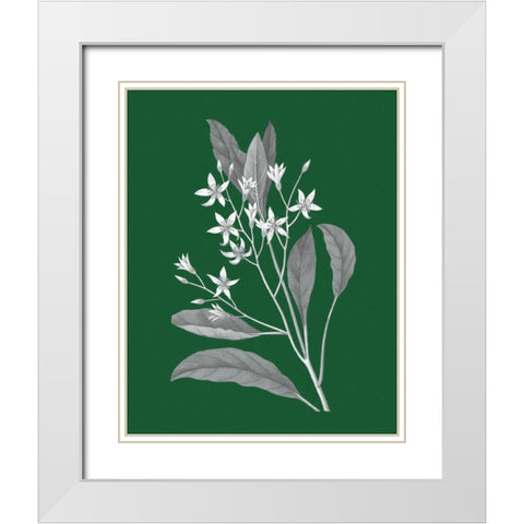 Green Botanical V White Modern Wood Framed Art Print with Double Matting by Wild Apple Portfolio
