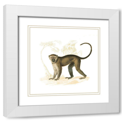 Golden Monkey White Modern Wood Framed Art Print with Double Matting by Wild Apple Portfolio