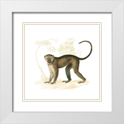 Golden Monkey White Modern Wood Framed Art Print with Double Matting by Wild Apple Portfolio