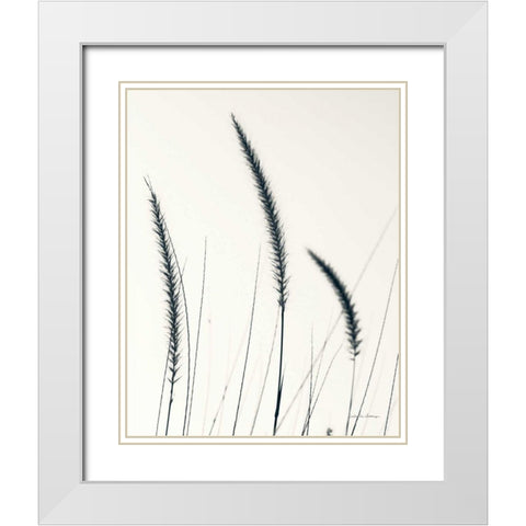Field Grasses IV BW Crop White Modern Wood Framed Art Print with Double Matting by Van Swearingen, Debra