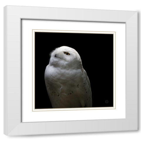 Snowy Owl Looks to the Sun White Modern Wood Framed Art Print with Double Matting by Larson, Nathan
