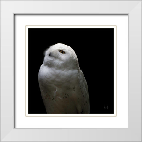 Snowy Owl Looks to the Sun White Modern Wood Framed Art Print with Double Matting by Larson, Nathan