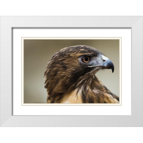 Red Tailed Hawk Profile White Modern Wood Framed Art Print with Double Matting by Larson, Nathan