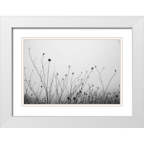 Autumn Grasses White Modern Wood Framed Art Print with Double Matting by Aledanda