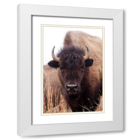 American Bison IV White Modern Wood Framed Art Print with Double Matting by Van Swearingen, Debra