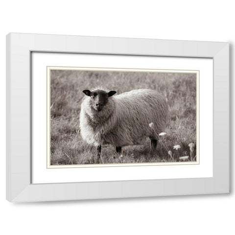Sepia Sheep White Modern Wood Framed Art Print with Double Matting by Larson, Nathan