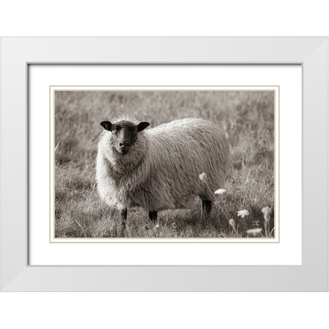Sepia Sheep White Modern Wood Framed Art Print with Double Matting by Larson, Nathan