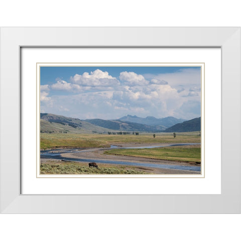 Lamar Valley Bison White Modern Wood Framed Art Print with Double Matting by Majchrowicz, Alan