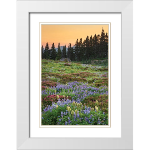 Paradise Wildflower Meadows III White Modern Wood Framed Art Print with Double Matting by Majchrowicz, Alan