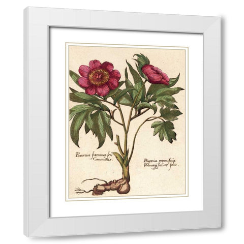 Giant Peony I White Modern Wood Framed Art Print with Double Matting by Van Houtte, Ludwig