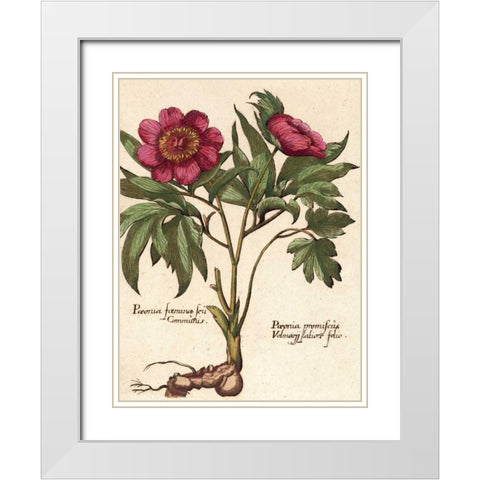 Giant Peony I White Modern Wood Framed Art Print with Double Matting by Van Houtte, Ludwig