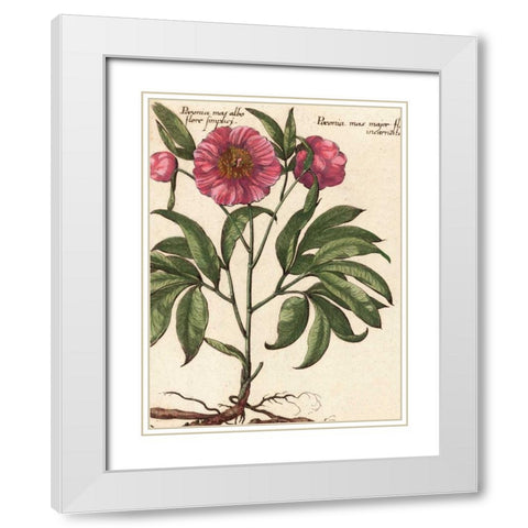 Giant Peony II White Modern Wood Framed Art Print with Double Matting by Van Houtte, Ludwig