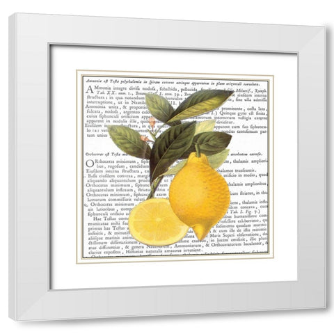 Citrus Edition I White Modern Wood Framed Art Print with Double Matting by Bannister, Cory