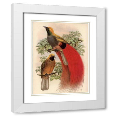 Scarlet Bird of Paradise White Modern Wood Framed Art Print with Double Matting by Reynolds, Alastair