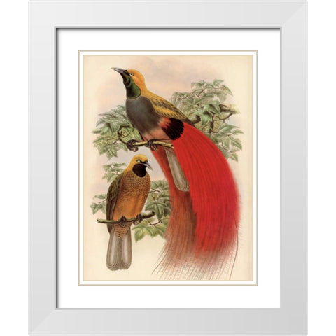 Scarlet Bird of Paradise White Modern Wood Framed Art Print with Double Matting by Reynolds, Alastair