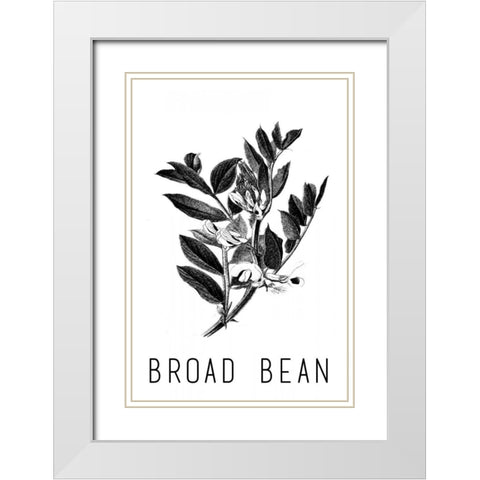 Broad Bean White Modern Wood Framed Art Print with Double Matting by Waltz, Anne