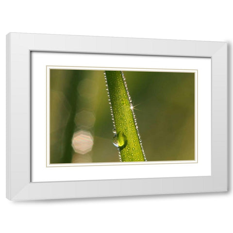 Der Sonnenstrahl White Modern Wood Framed Art Print with Double Matting by Rossmeissl, Gerhard