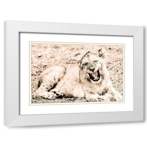 Lion-Baby White Modern Wood Framed Art Print with Double Matting by Seifinger, Toby