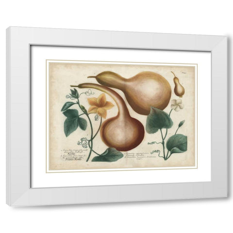 Exotic Weinmann Botanical I White Modern Wood Framed Art Print with Double Matting by Weinmann