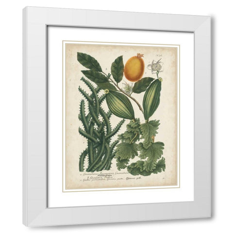 Exotic Weinmann Botanical III White Modern Wood Framed Art Print with Double Matting by Weinmann