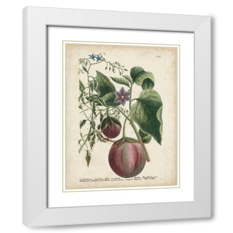 Exotic Weinmann Botanical IV White Modern Wood Framed Art Print with Double Matting by Weinmann