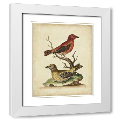 Edwards Cross Bills White Modern Wood Framed Art Print with Double Matting by Edwards, George