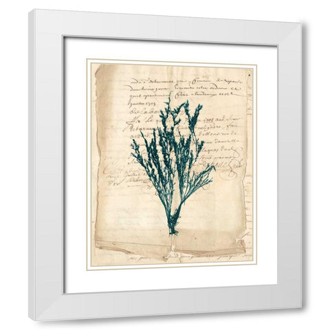 Vintage Teal Seaweed VIII White Modern Wood Framed Art Print with Double Matting by Vision Studio