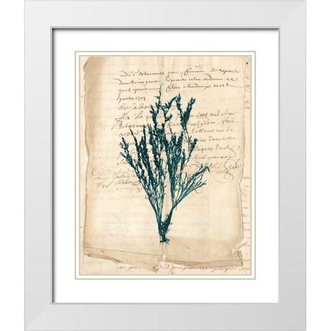 Vintage Teal Seaweed VIII White Modern Wood Framed Art Print with Double Matting by Vision Studio