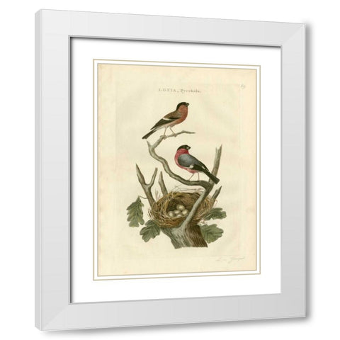 Nozeman Birds and Nests  I White Modern Wood Framed Art Print with Double Matting by Nozeman