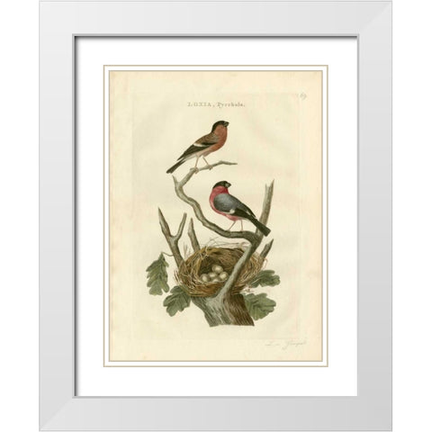 Nozeman Birds and Nests  I White Modern Wood Framed Art Print with Double Matting by Nozeman
