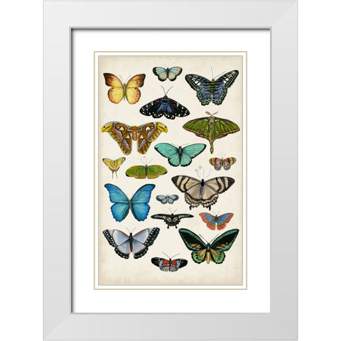 Butterfly Taxonomy I White Modern Wood Framed Art Print with Double Matting by McCavitt, Naomi