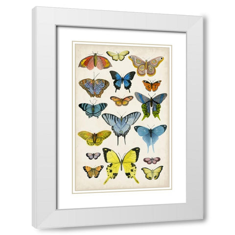 Butterfly Taxonomy II White Modern Wood Framed Art Print with Double Matting by McCavitt, Naomi
