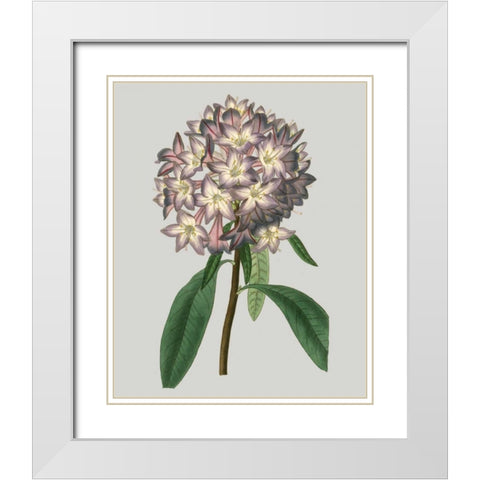 Floral Gems V White Modern Wood Framed Art Print with Double Matting by Vision Studio