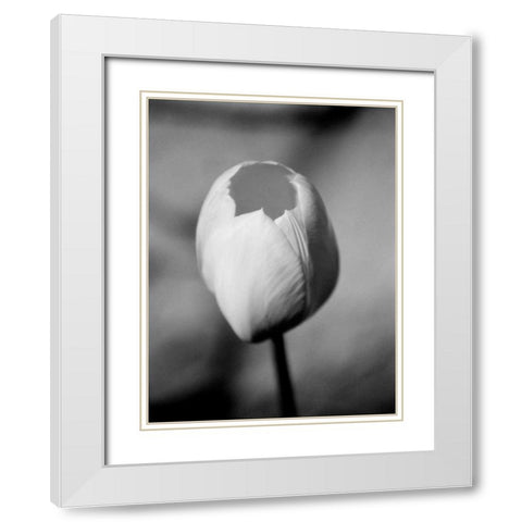 Floral Portrait I White Modern Wood Framed Art Print with Double Matting by Pica, Jeff