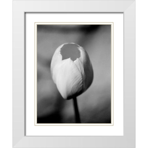 Floral Portrait I White Modern Wood Framed Art Print with Double Matting by Pica, Jeff